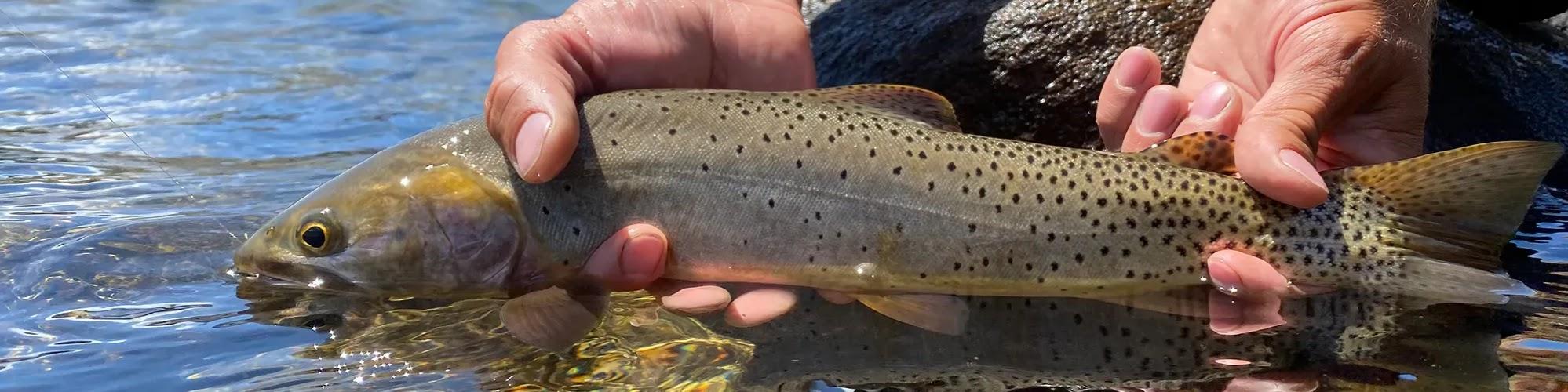 A trout from Lake Thomas Edison